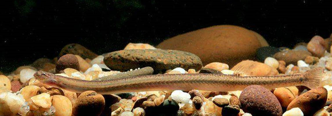 Golden Kuhli Loach (Pangio doriae) - Live Fish