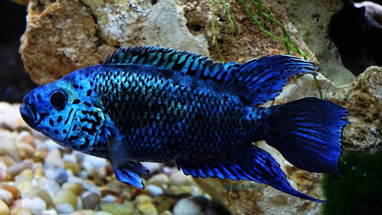 Electric Blue Jack Dempsey (Rocio octofasciata) - Live Fish