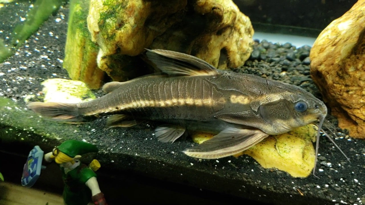 Striped Raphael Catfish (Platydoras armatulus) - Live Fish