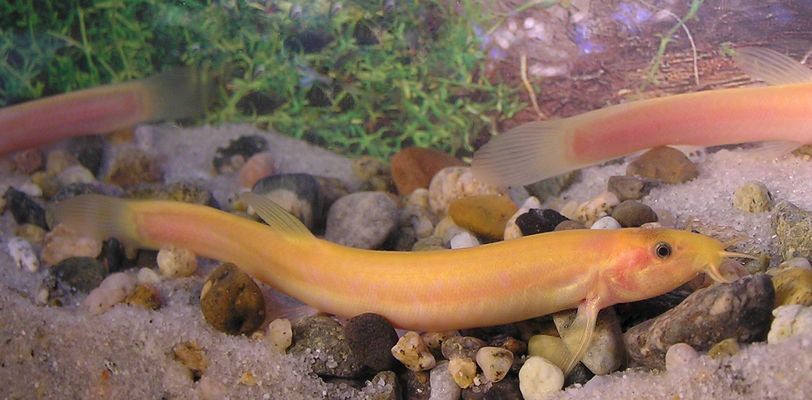 Golden Dojo Loach (Misgurnus anguillicaudatus) - Live Fish