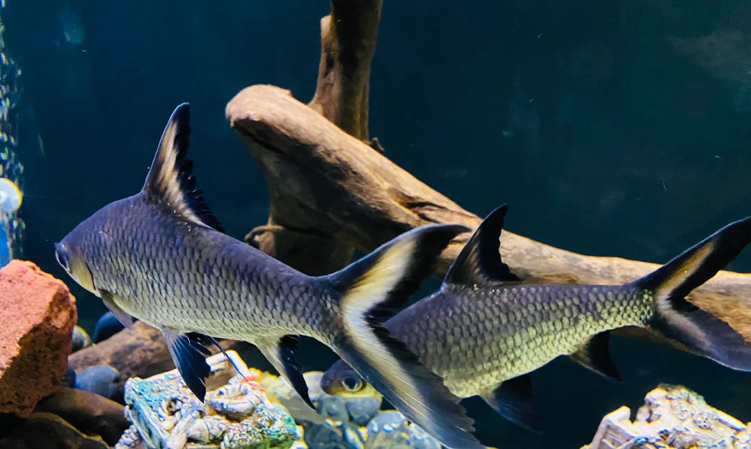 Silver Bala Shark (Balantiocheilos melanopterus) - Live Fish
