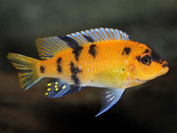 Orange Blotch Red Zebra Cichlid (Metriaclima estherae) - Live Fish