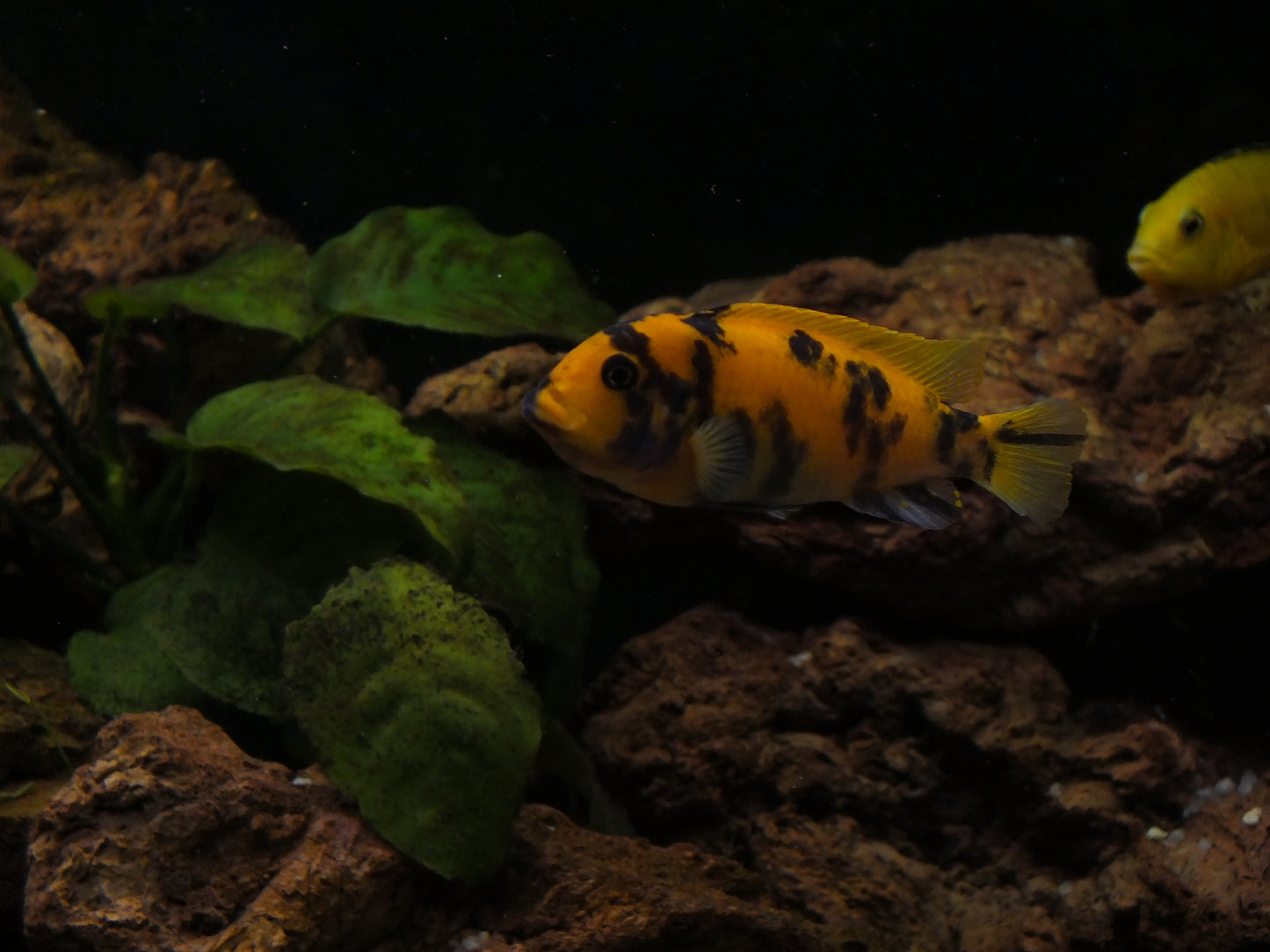 Orange Blotch Red Zebra Cichlid (Metriaclima estherae) - Live Fish
