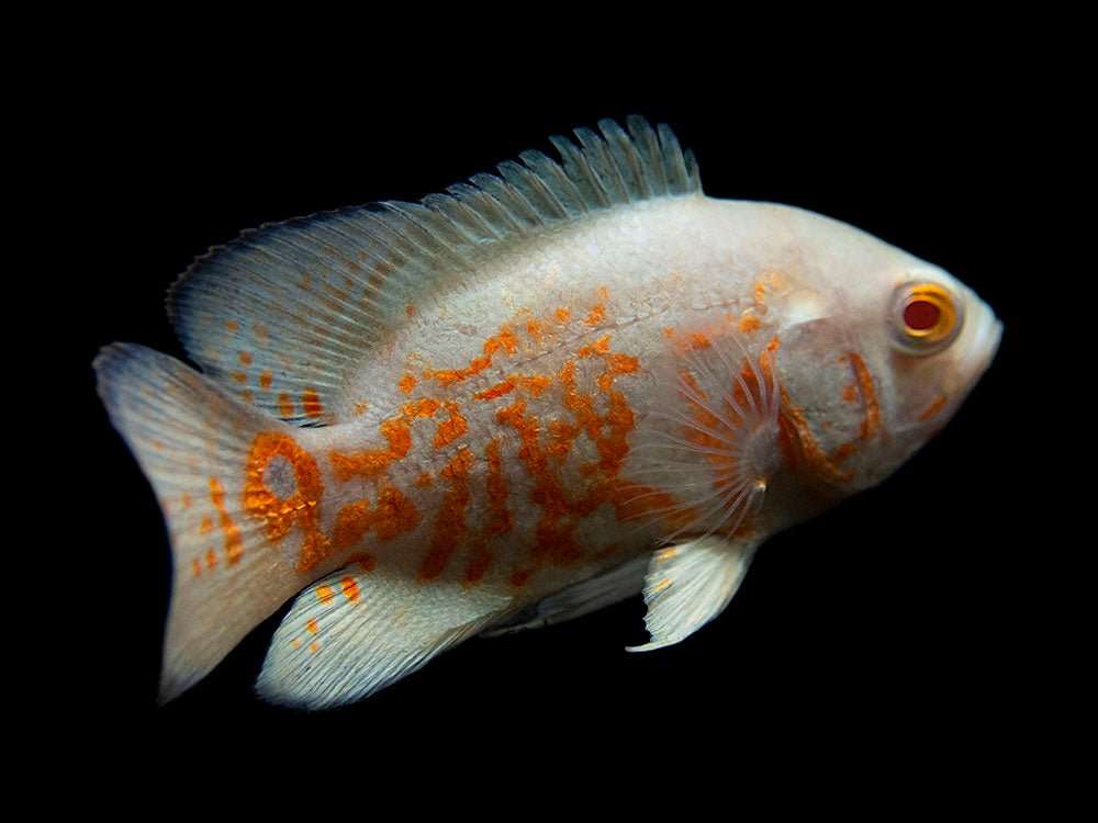 Albino Tiger Oscar Cichlid (Astronotus ocellatus) - 1"-2" - Live Fish