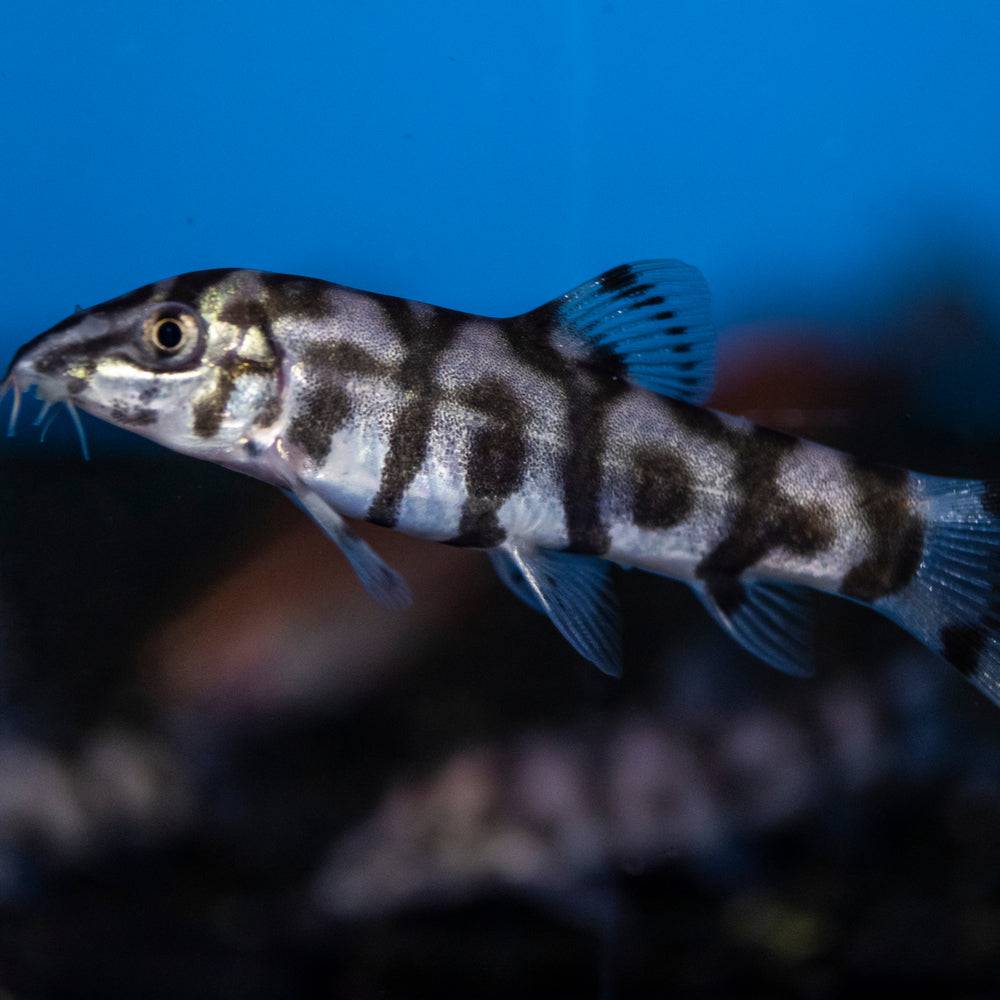 YoYo Loach (Botia almorhae) - Live Fish