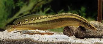Peacock Spiny Eel (Striped Eel) (Macrognathus spp.) - Live Fish