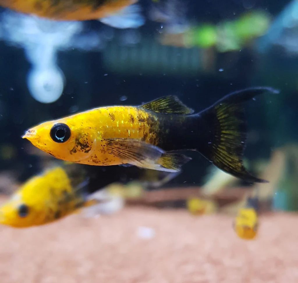 Golden Panda Lyretail Molly (Poecilia sphenops) - Live Fish