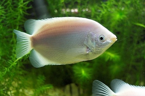 Pink Kisser Gourami (Helostoma temminckii)