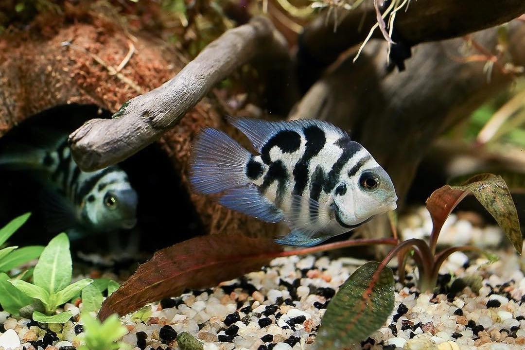 Blue Tiger Parrot Cichlid (Amatitlania Nigrofasciata blue) - Live Fish