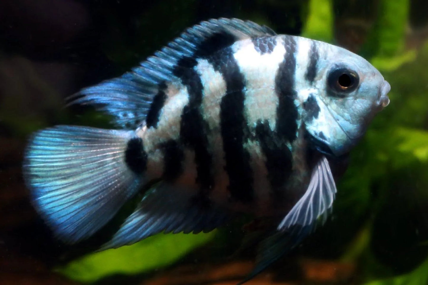 Blue Tiger Parrot Cichlid (Amatitlania Nigrofasciata blue) - Live Fish