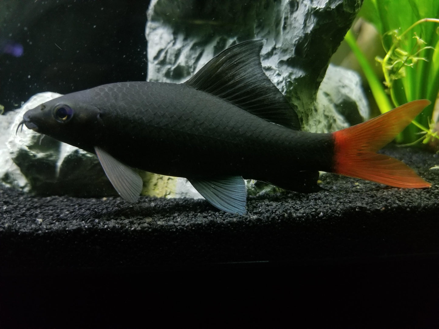 Redtail Black Shark (Epalzeorhynchos bicolor) - 1.5" - Live Fish
