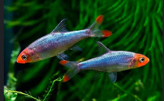 Rummynose Rasbora (Sawbwa resplendens)- Live Fish