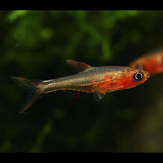 Red Line Axelrodi Rasbora (Sundadanio axelrodi "Red Line") - Live Fish
