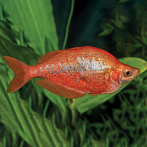Red Dragon Rainbowfish (Glossolepis multisquamata) - Live Fish
