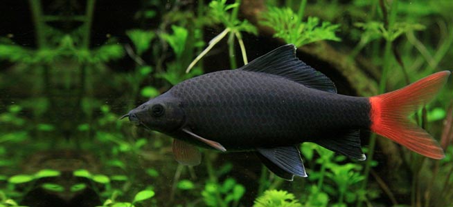 Redtail Black Shark (Epalzeorhynchos bicolor) - 1.5" - Live Fish