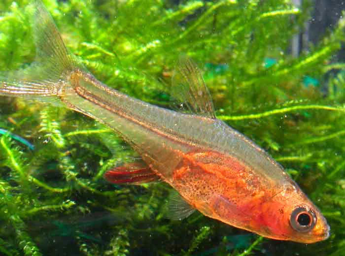 Red Line Axelrodi Rasbora (Sundadanio axelrodi "Red Line") - Live Fish