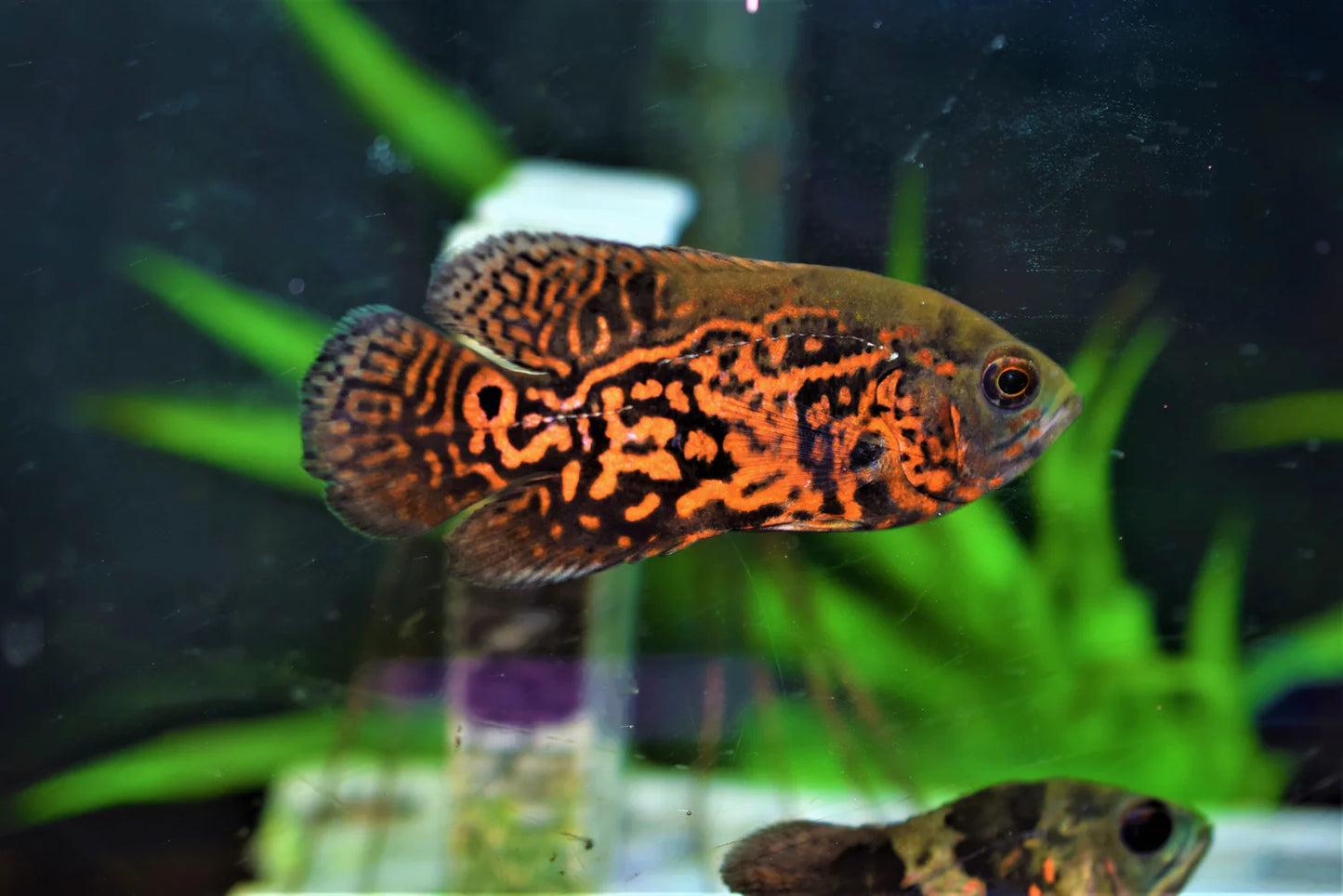 Red Tiger Oscar Cichlid (Astronotus ocellatus) - 1"-2" - Live Fish