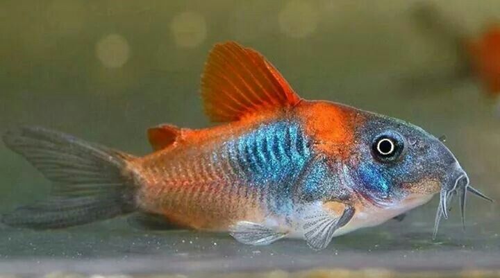 Red Sailfin Venezuelan Corydora (Corydoras aeneus 'Venezuela')- Live Fish