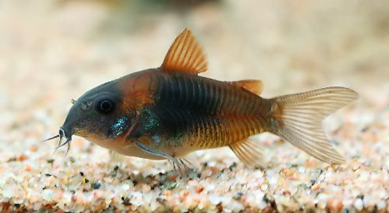 Red Sailfin Venezuelan Corydora (Corydoras aeneus 'Venezuela')- Live Fish