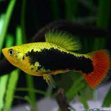 Redtail Black Variatus Platy (Xiphophorus maculatus)