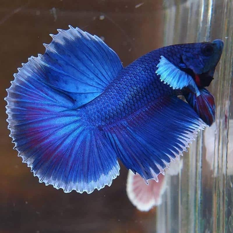 Roundtail Premium Betta (Betta splendens) – Male