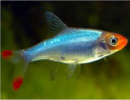 Rummynose Rasbora (Sawbwa resplendens)- Live Fish