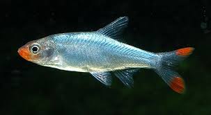 Rummynose Rasbora (Sawbwa resplendens)- Live Fish
