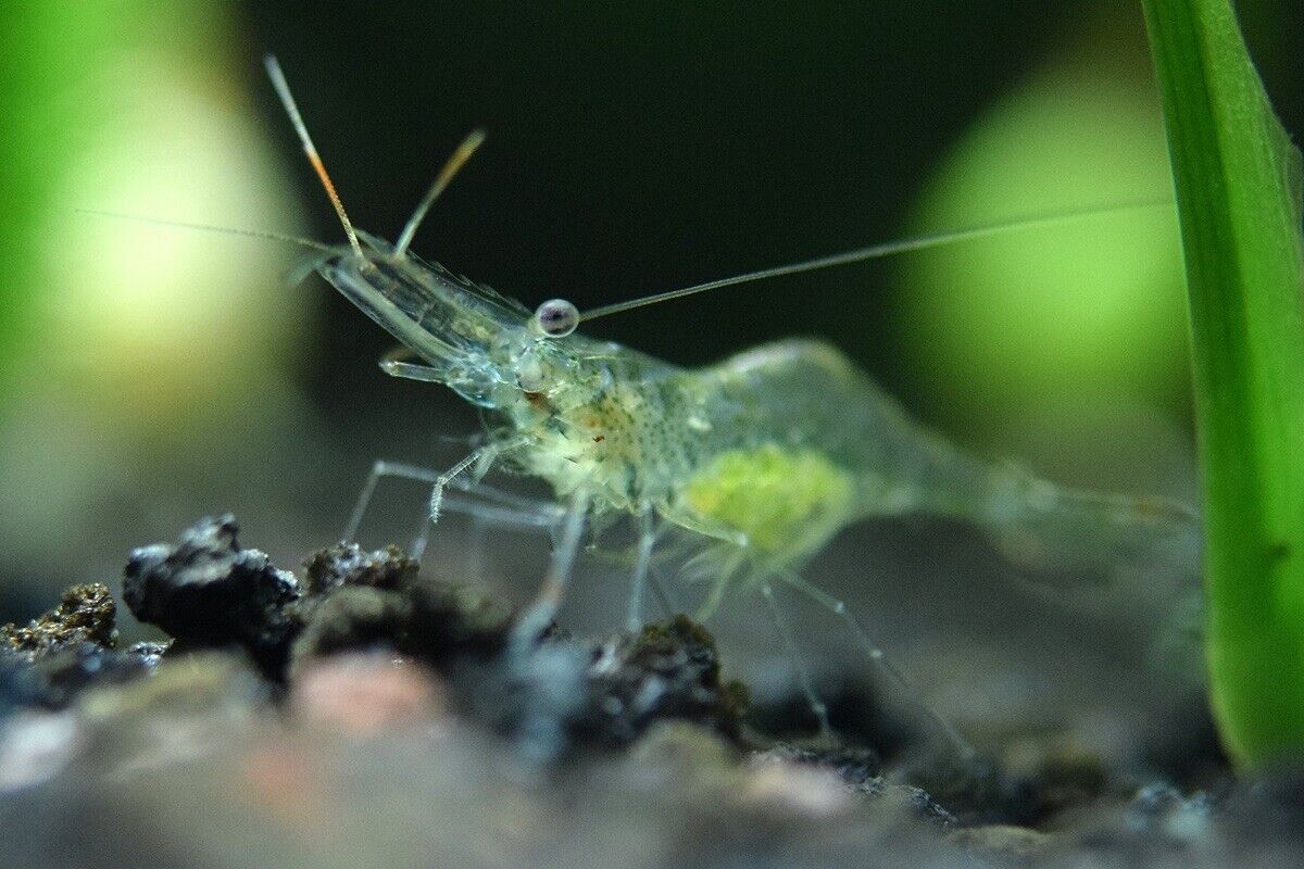 Ghost Shrimp (Palaemonetes paludosus) - Live Freshwater Feeders