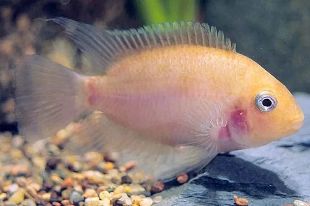 Pink Convict Cichlid (Amatitlania nigrofasciata) - Live Fish
