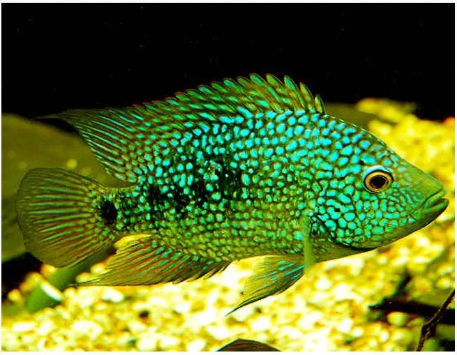 Texas Green Cichlid (Herichthys cyanoguttatus) - Live Fish