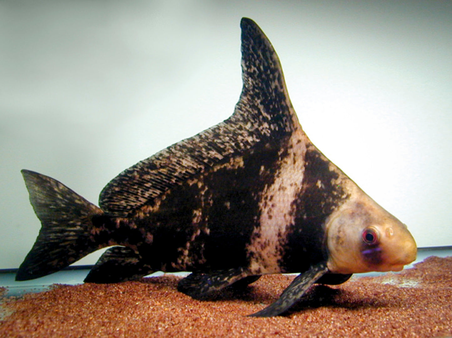 Chinese High Fin Banded Shark / Loach (Myxocyprinus Asiaticus) - Live Fish