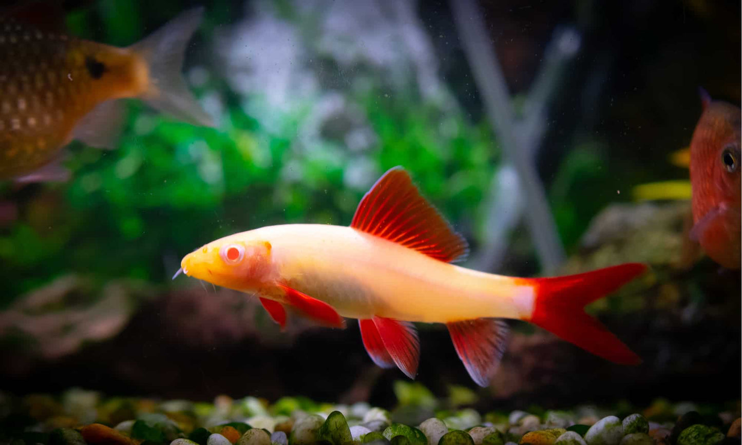 Albino Rainbow Shark (Epalzeorhynchos frenatum) - 2" - Live Fish