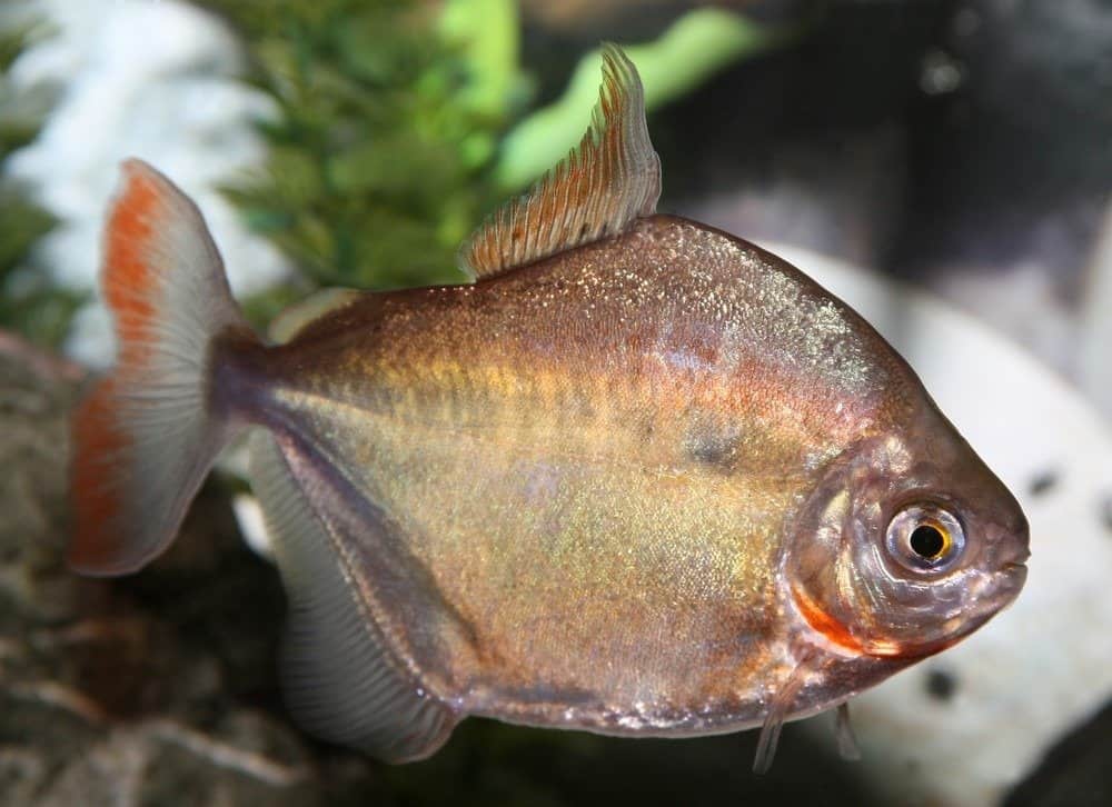 Silver Dollar Fish (Metynnis argenteus) - Live Fish