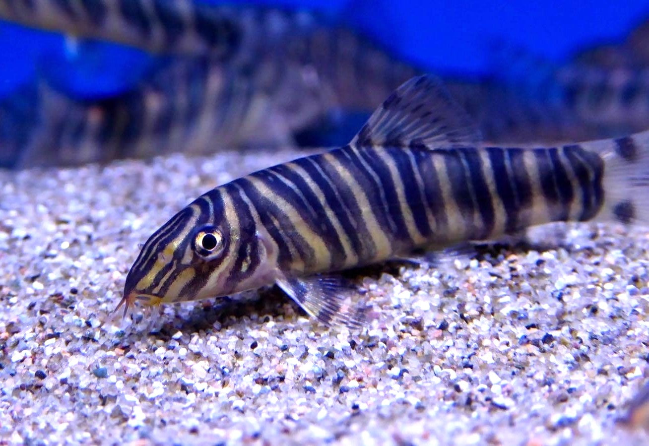 Zebra Loach (Botia Striata) - Live Fish