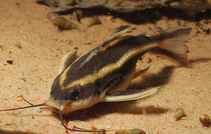 Striped Raphael Catfish (Platydoras armatulus) - Live Fish