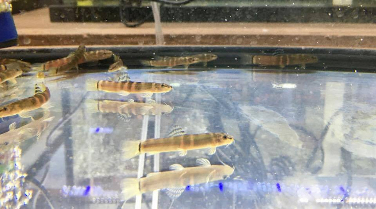 Sumo Loach (Schistura balteata) - Live Fish