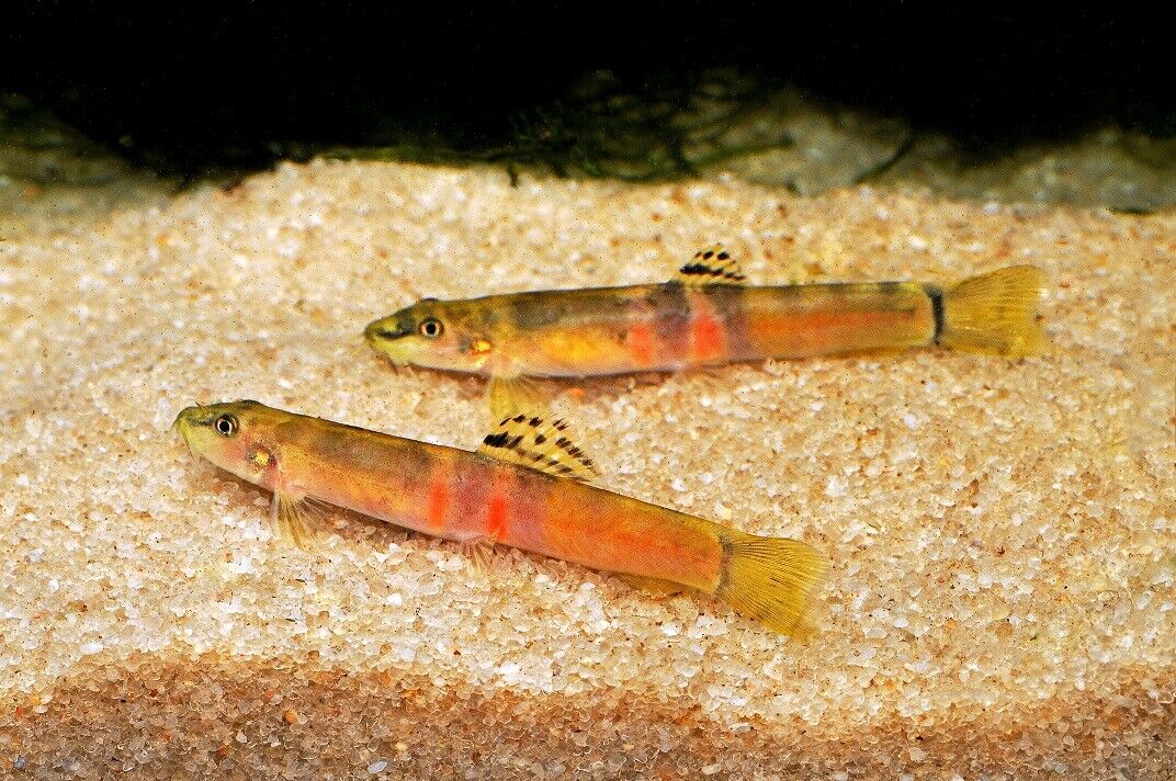 Sumo Loach (Schistura balteata) - Live Fish