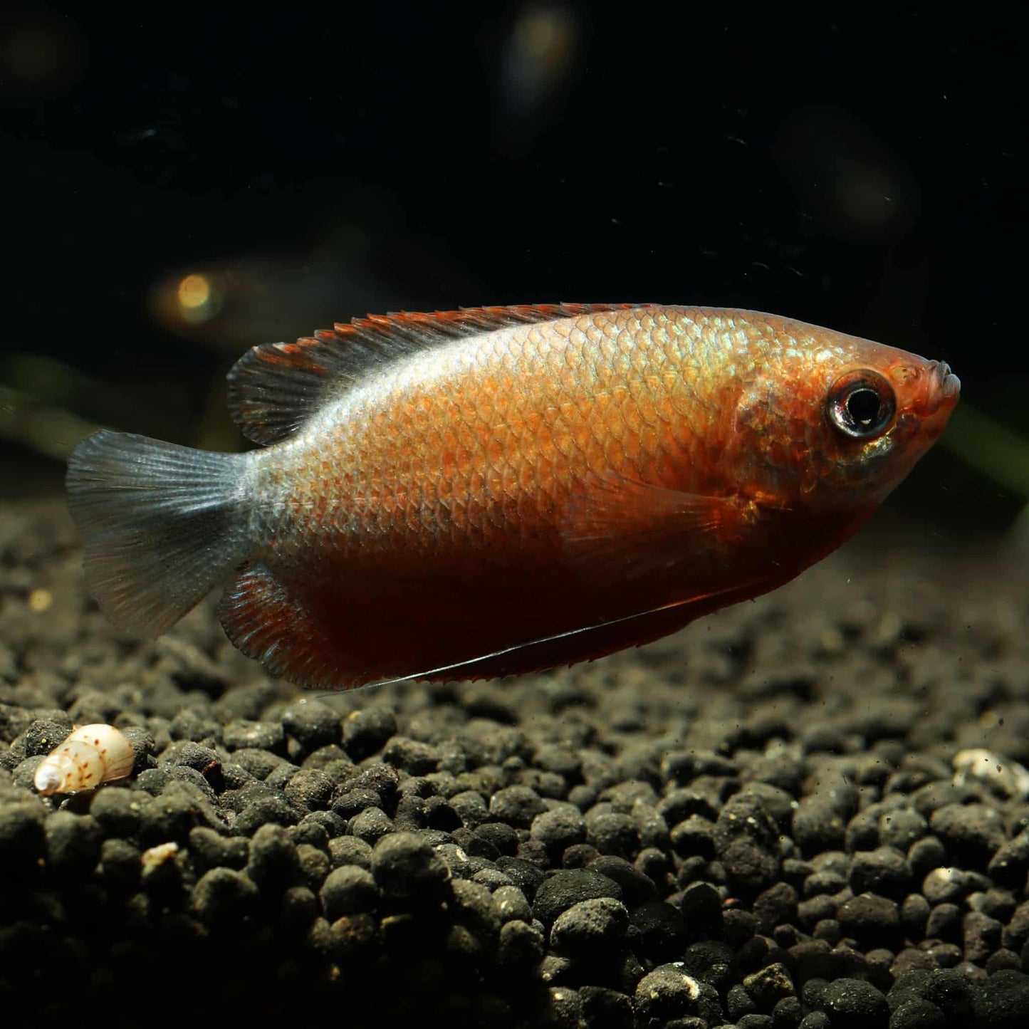 Sunset Thicklip Gourami (Trichogaster labiosa)