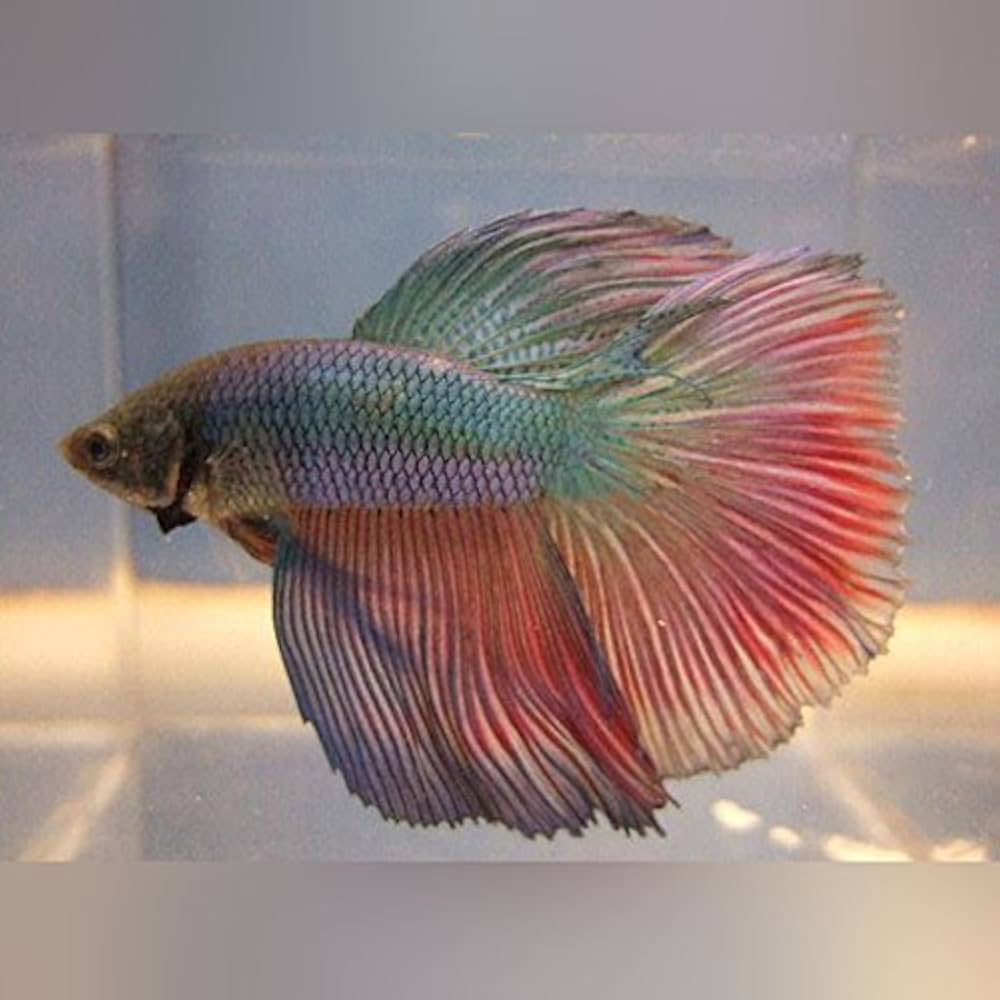 Super Delta Betta (Betta splendens) – Male