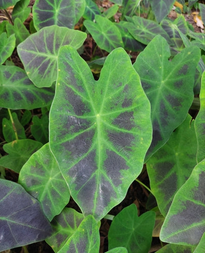 Taro, 2 pack, bare root aquatic plant (Colocasia esculenta)