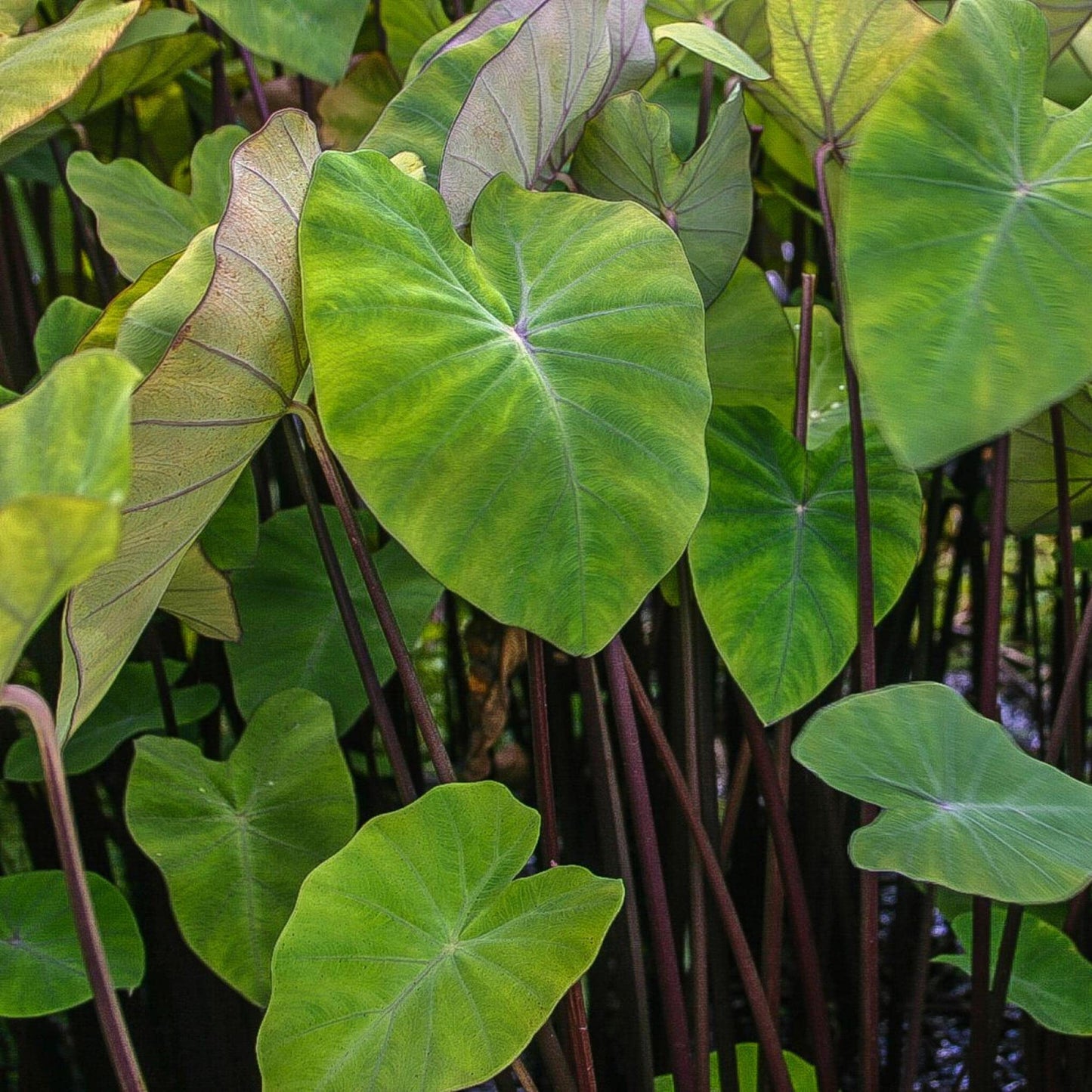 Taro, 2 pack, bare root aquatic plant (Colocasia esculenta)