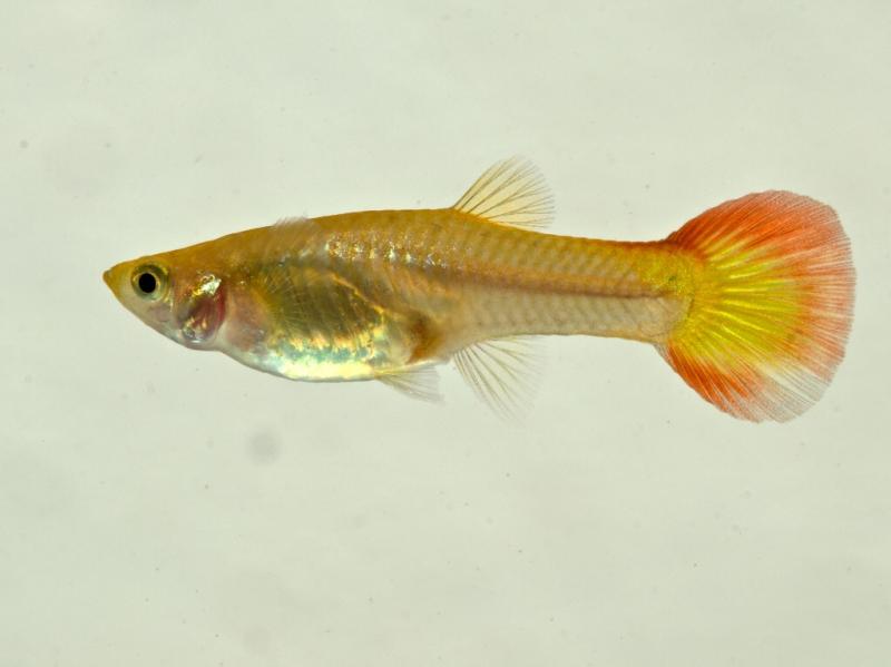 Tequila Sunrise Guppy (Poecilia reticulata) - Live Fish