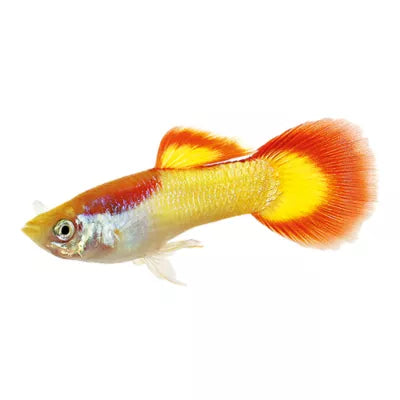 Tequila Sunrise Guppy (Poecilia reticulata) - Live Fish