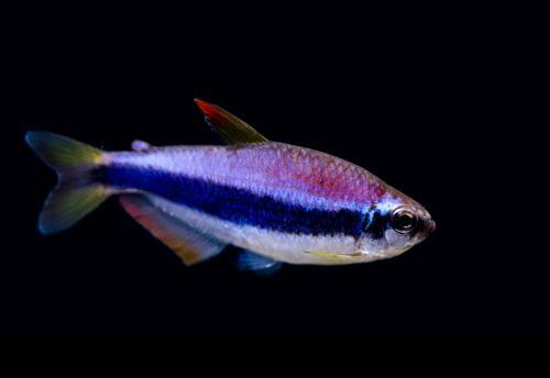 Blue Emperor Tetra (Inpaichthys kerri)- Live Fish
