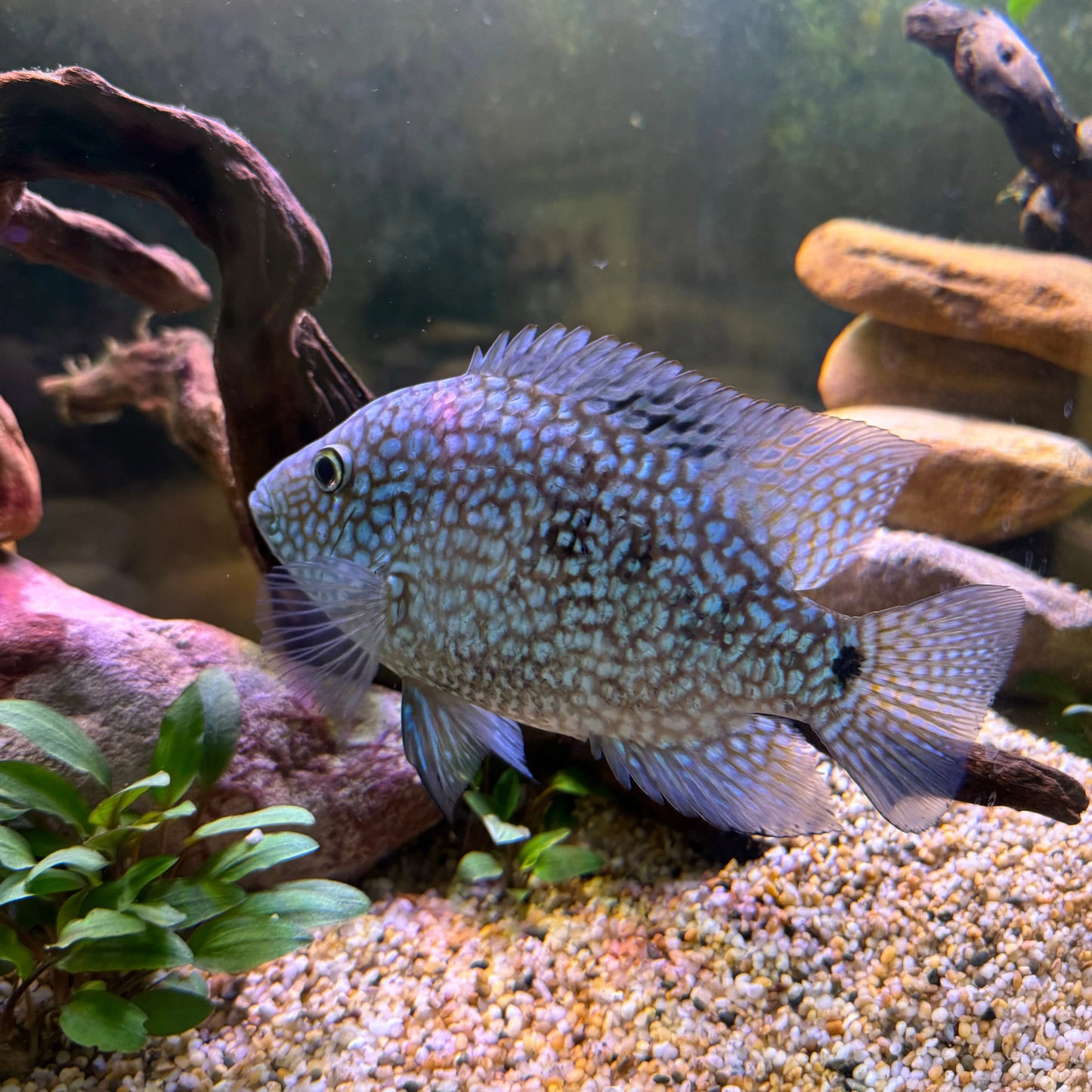 Texas Green Cichlid (Herichthys cyanoguttatus) - Live Fish