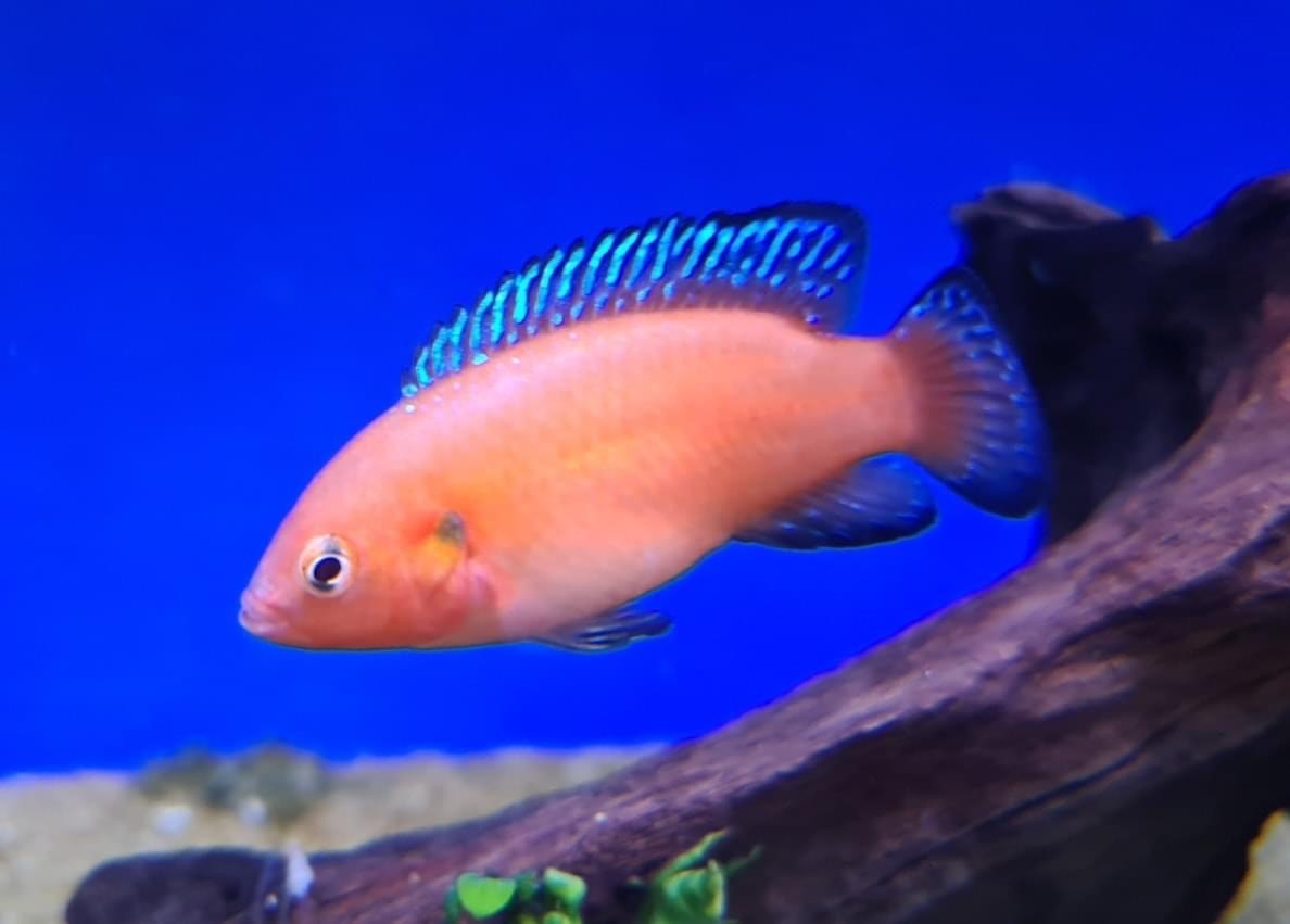 Turkana Jewel Cichlid (Hemichromis exsul) - Live Fish