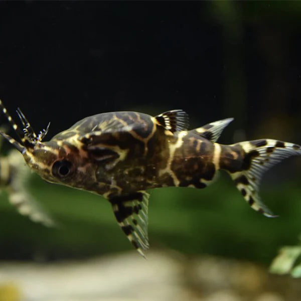 Upside Down Catfish (Synodontis nigriventris) - Live Fish