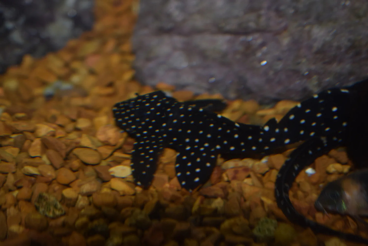 Vampire Pleco