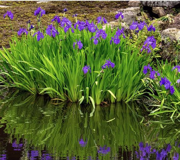 Water Iris, 3 pack, bare root aquatic plant (Iris laevigata)