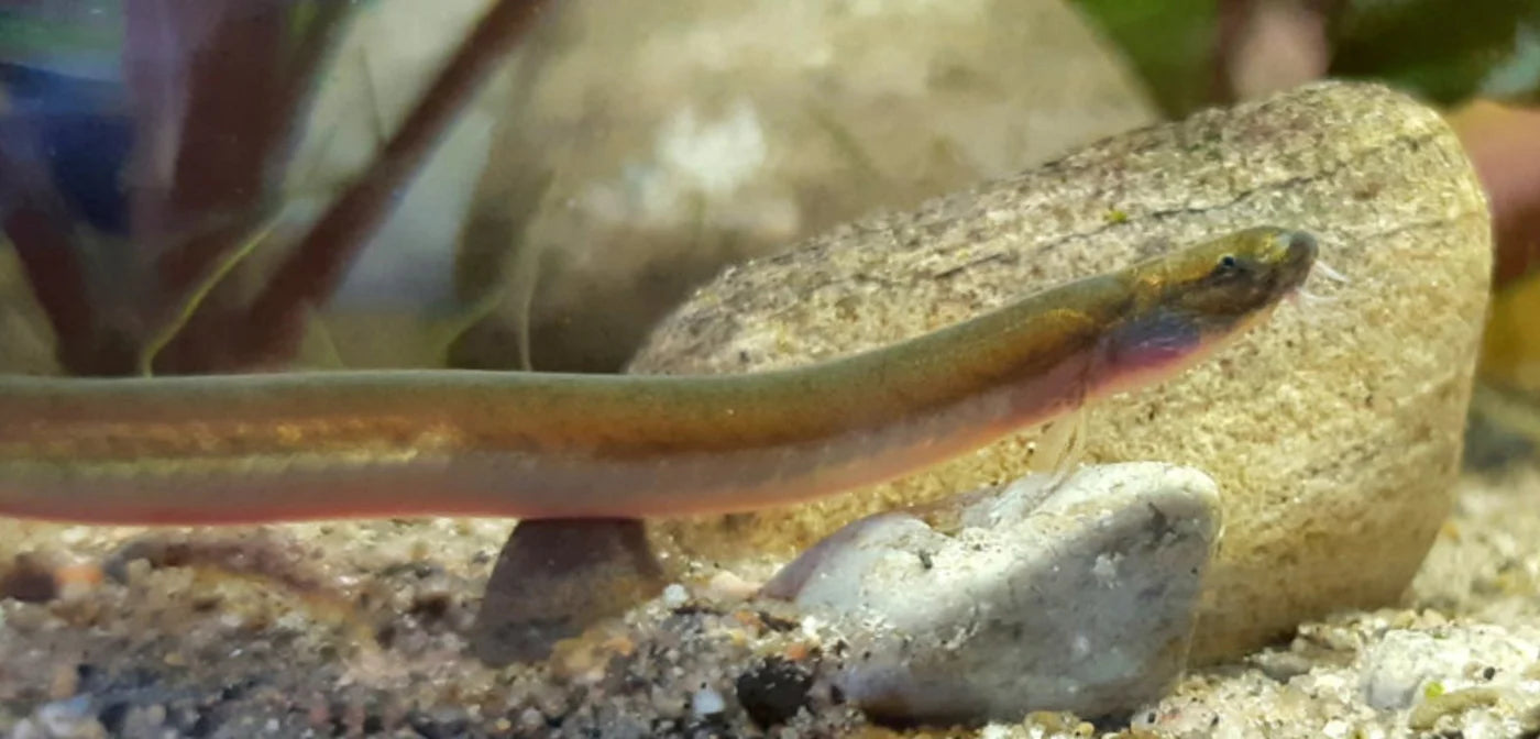 Golden Kuhli Loach (Pangio doriae) - Live Fish